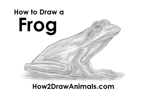 Draw Frog