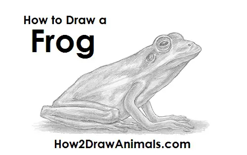 Frog Drawing Step by Step (2 Ways!) - The Graphics Fairy