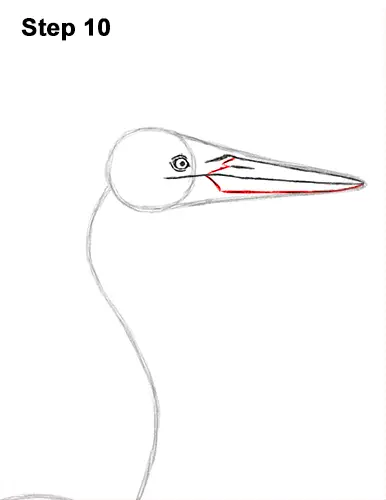 How to Draw Great Blue Heron Bird 10