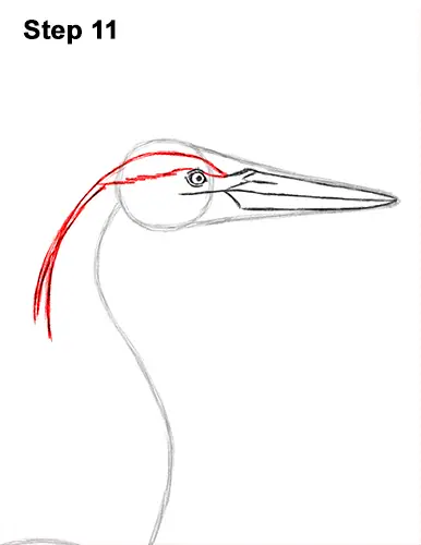 How to Draw Great Blue Heron Bird 11