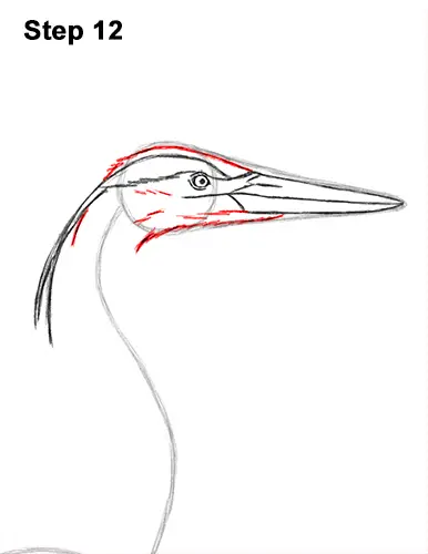 How to Draw Great Blue Heron Bird 12