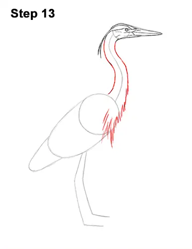 How to Draw Great Blue Heron Bird 13
