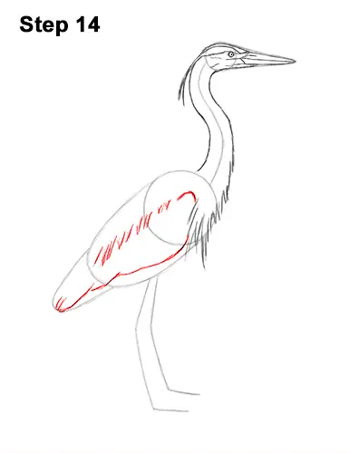 How to Draw Great Blue Heron Bird 14