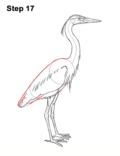 How to Draw Great Blue Heron Bird 17