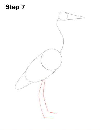 How to Draw Great Blue Heron Bird 7