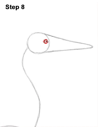 How to Draw Great Blue Heron Bird 8