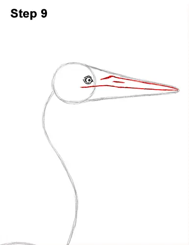 How to Draw Great Blue Heron Bird 9