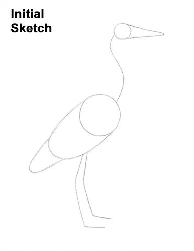 How to Draw Great Blue Heron Bird Guidelines
