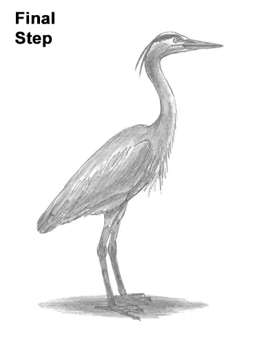 How to Draw Great Blue Heron Bird