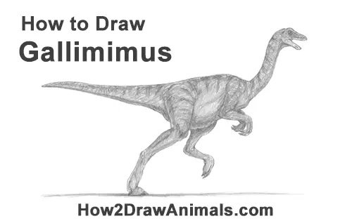 How to Draw a Gallimimus Dinosaur Running Side