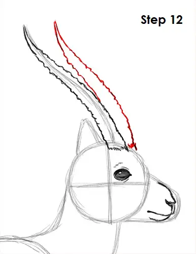 Draw Gazelle 12