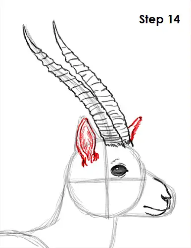 Draw Gazelle 14
