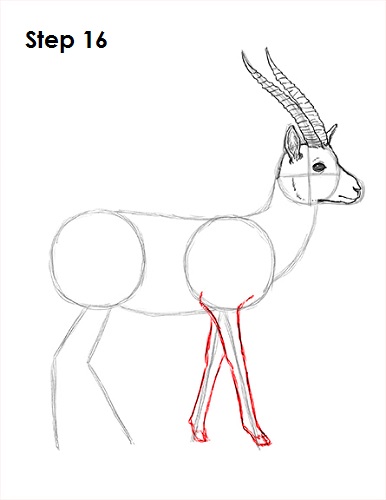 Draw Gazelle 16