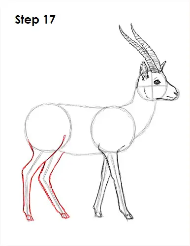 Draw Gazelle 17
