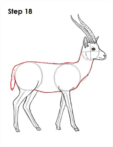 Draw Gazelle 18
