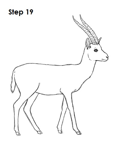 Draw Gazelle 19