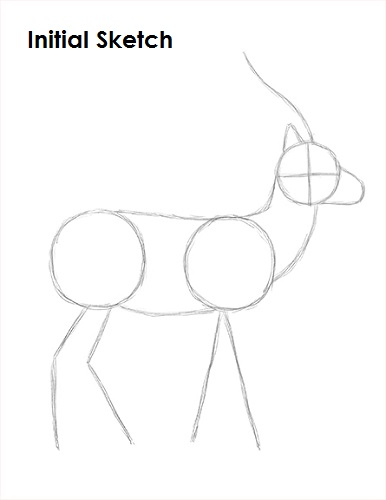 Draw Gazelle Sketch