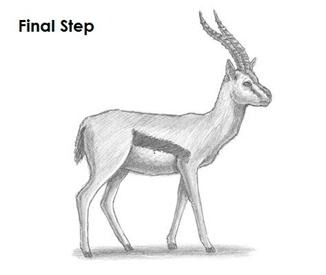 Draw Gazelle Final