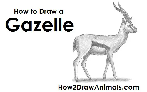 Draw Gazelle