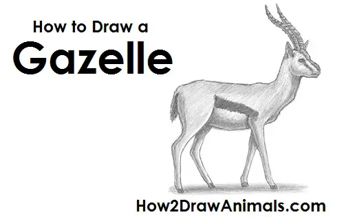 How to Draw a Gazelle