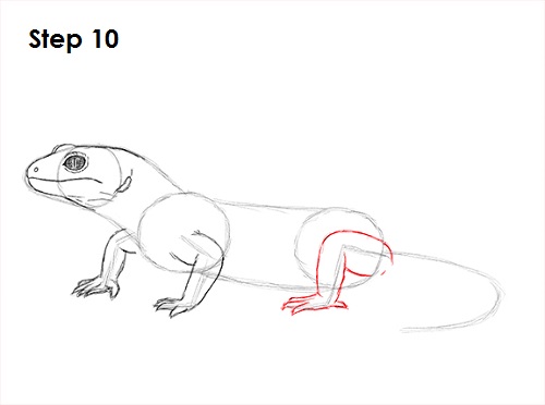 Draw Gecko Lizard 10