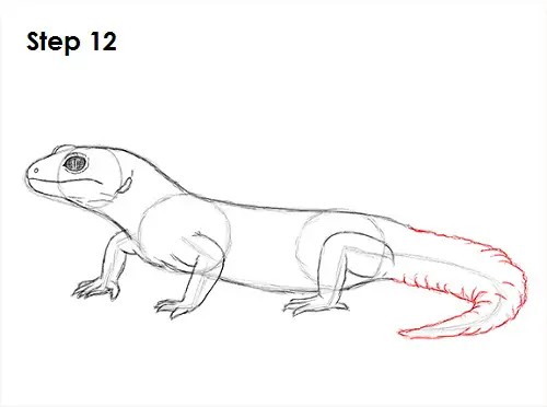 Draw Gecko Lizard 12