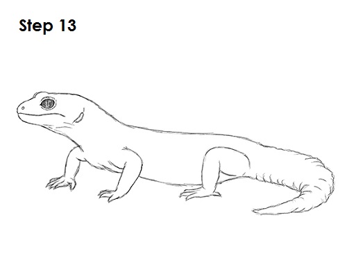 Draw Gecko Lizard 13