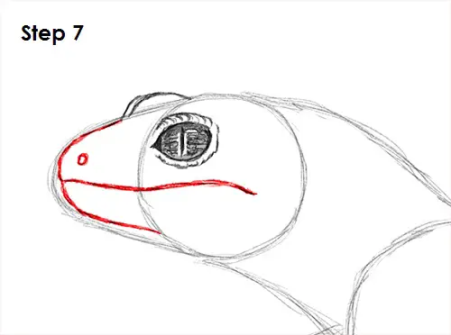Draw Gecko Lizard 7