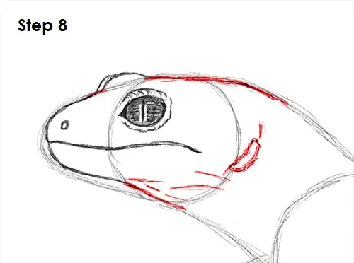 Draw Gecko Lizard 8