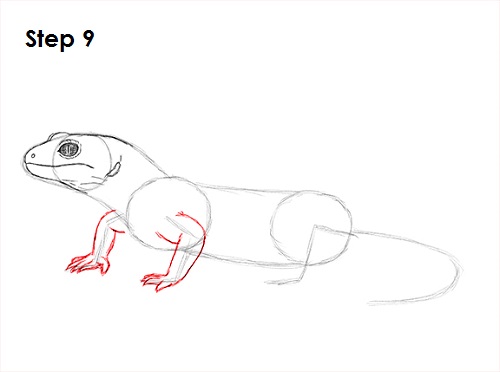 Draw Gecko Lizard 9
