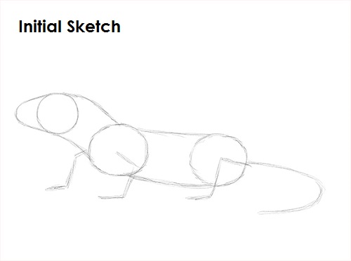 Draw Gecko Lizard Sketch