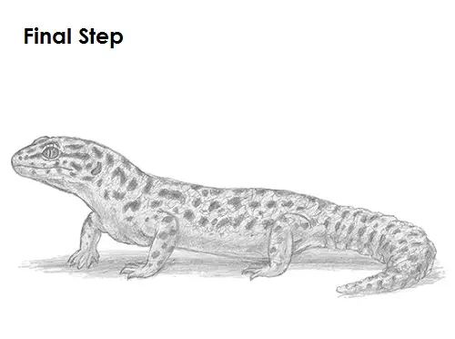Draw Gecko Lizard