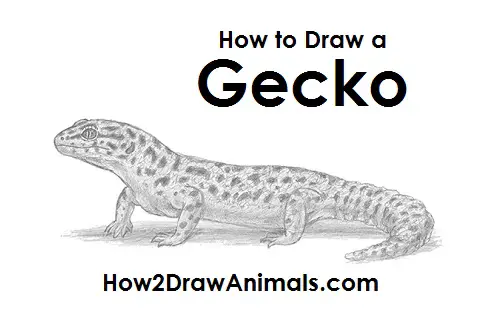 How to Draw a Leopard Gecko Side View