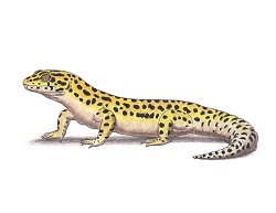 How to Draw a Leopard Gecko Side View Color
