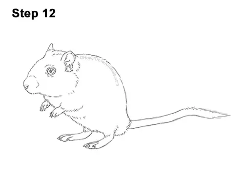 How to Draw a Mongolian Gerbil Standing 12