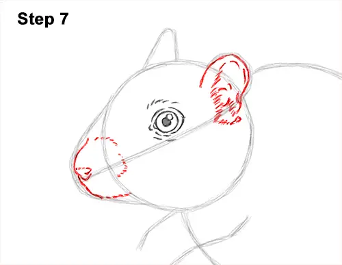 How to Draw a Mongolian Gerbil Standing 7