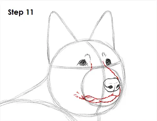 Draw German Shepherd Dog 11