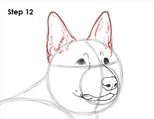 Draw German Shepherd Dog 12