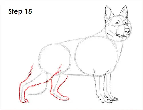 Draw German Shepherd Dog 15