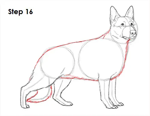 Draw German Shepherd Dog 16