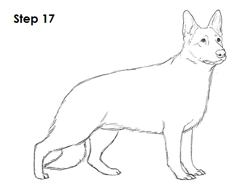 Draw German Shepherd Dog 17