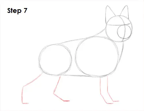 Draw German Shepherd Dog 7