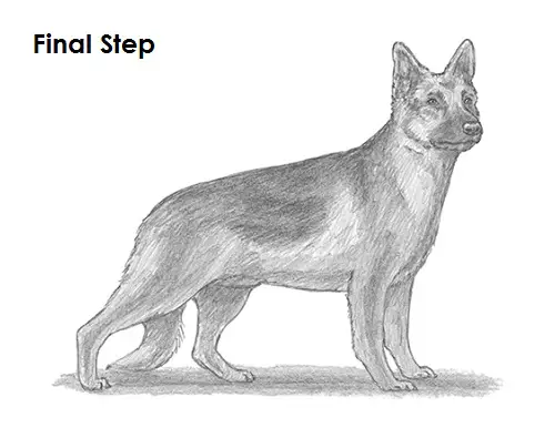 Draw German Shepherd Dog Last