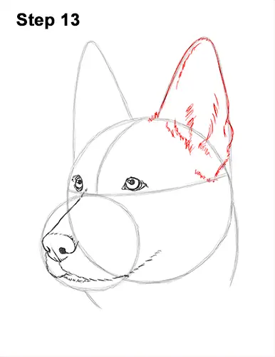 How to Draw a German Shepherd Dog Head Portrait 13