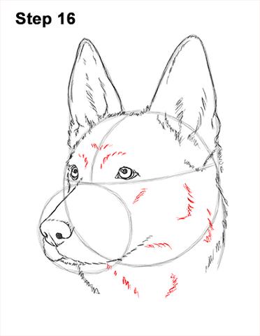 how to draw a german shepherd head
