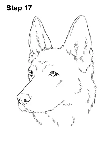 How to Draw a German Shepherd Dog Head Portrait 17