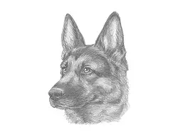 How to Draw a German Shepherd Dog Head Detail Portrait Face