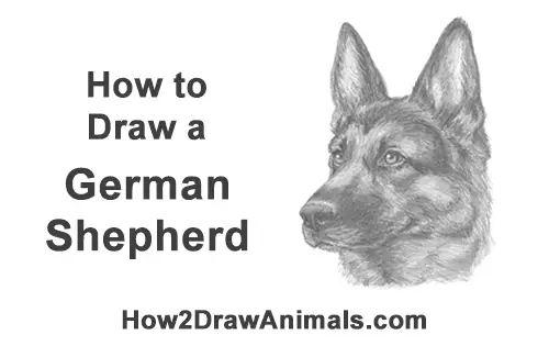 How To Draw A German Shepherd Dog / Drawing Lesson: A German Shepherd