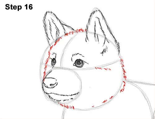 How to Draw a Cute German Shepherd Puppy Dog 16