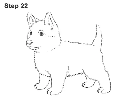 How to Draw a Cute German Shepherd Puppy Dog 22